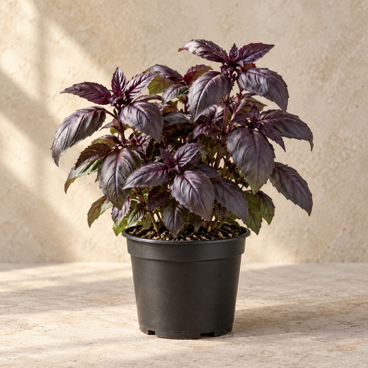 Portrait of Dark Opal Basil in a nursery pot; plant size may vary