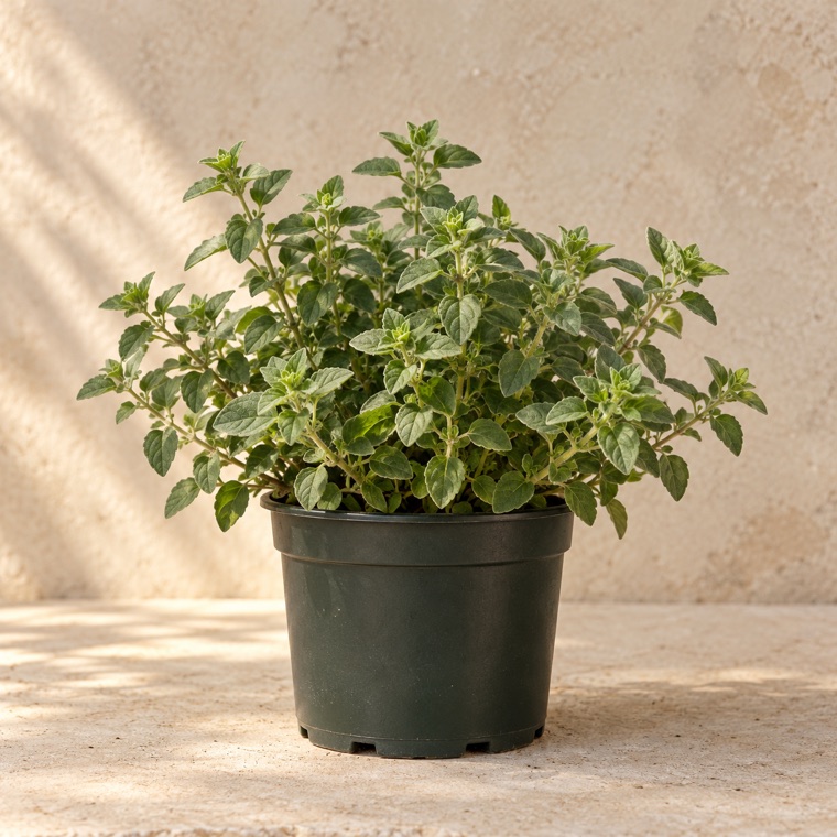 Portrait of Oregano in a nursery pot; plant size may vary